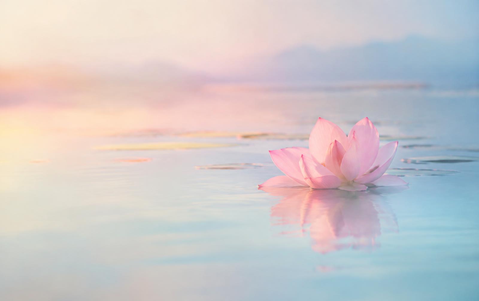 Lotusblüte auf ruhigem Wasser